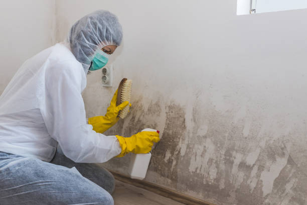Best Office Mold Removal Services  in Haines, AK