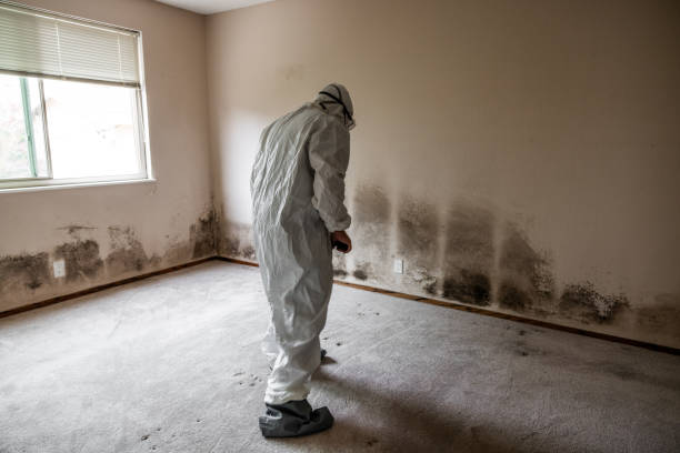 Mold Removal and Inspection in Haines, AK