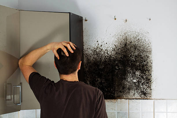 Best Certified Mold Removal  in Haines, AK