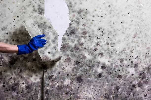 Best Home Mold Removal  in Haines, AK