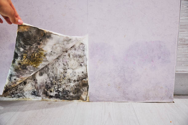 Best Mold Cleaning Services  in Haines, AK